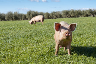 Frysk Bargje varkensvlees